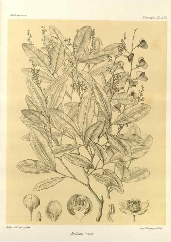 Reproducción/Reproduction 49786257972: Histoire physique, naturelle, et politique de Madagascar. Paris :Impr. nationale,1885-. 