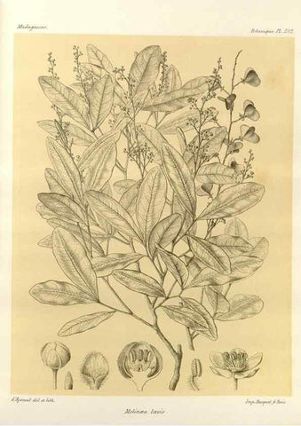 Reproducción/Reproduction 49786257972: Histoire physique, naturelle, et politique de Madagascar. Paris :Impr. nationale,1885-. 
