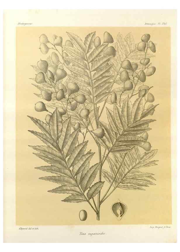 Reproducción/Reproduction 49785937651: Histoire physique, naturelle, et politique de Madagascar. Paris :Impr. nationale,1885-. 