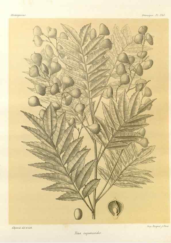 Reproducción/Reproduction 49785937651: Histoire physique, naturelle, et politique de Madagascar. Paris :Impr. nationale,1885-. 