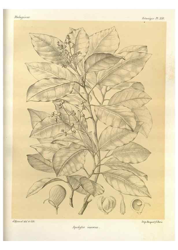 Reproducción/Reproduction 49785398003: Histoire physique, naturelle, et politique de Madagascar. Paris :Impr. nationale,1885-. 