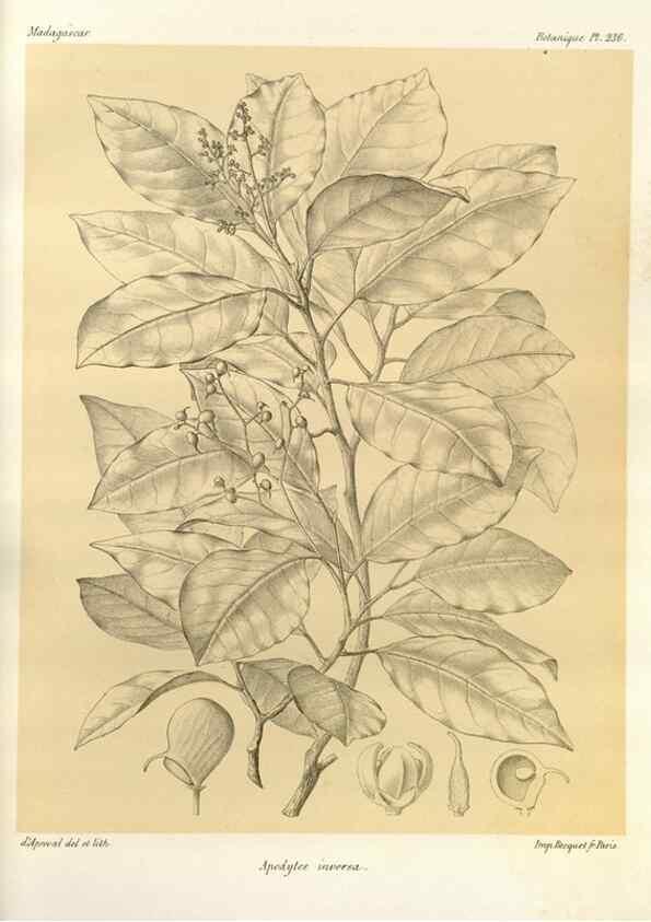 Reproducción/Reproduction 49785398003: Histoire physique, naturelle, et politique de Madagascar. Paris :Impr. nationale,1885-. 