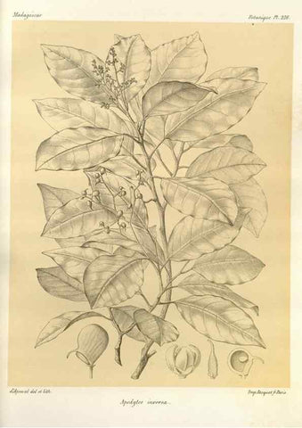 Reproducción/Reproduction 49785398003: Histoire physique, naturelle, et politique de Madagascar. Paris :Impr. nationale,1885-. 