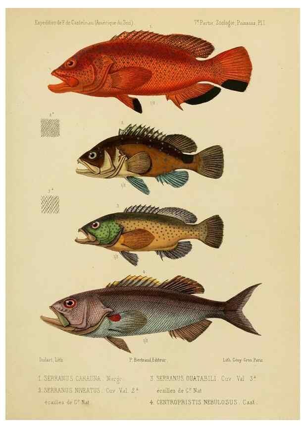 Reproducción/Reproduction 49813747233: Expédition dans les parties centrales de l'Amérique du Sud. Paris :Chez P. Bertrand,1850-1859.. 