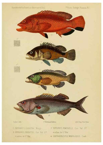 Reproducción/Reproduction 49813747233: Expédition dans les parties centrales de l'Amérique du Sud. Paris :Chez P. Bertrand,1850-1859.. 