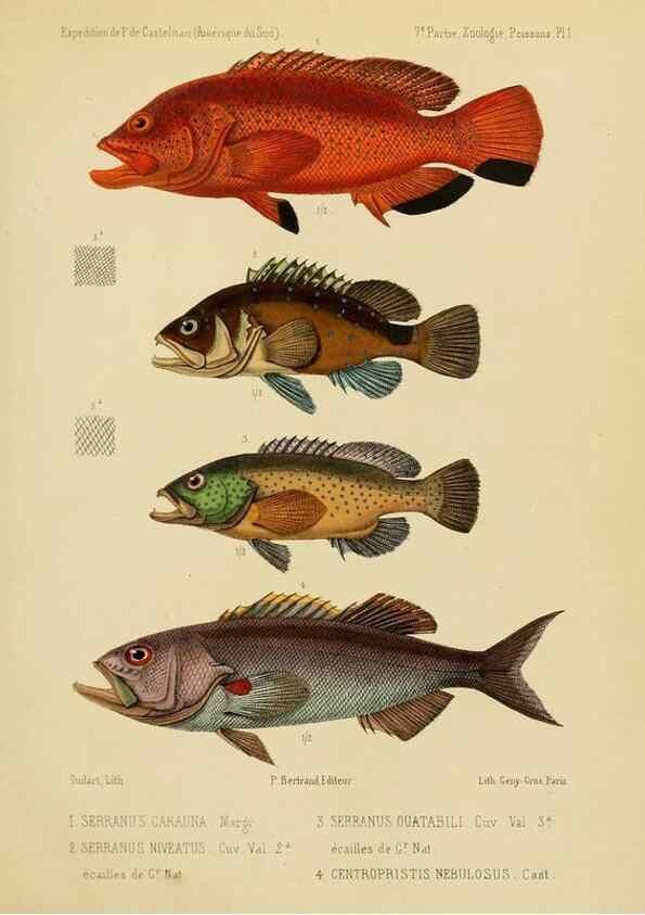 Reproducción/Reproduction 49813747233: Expédition dans les parties centrales de l'Amérique du Sud. Paris :Chez P. Bertrand,1850-1859.. 