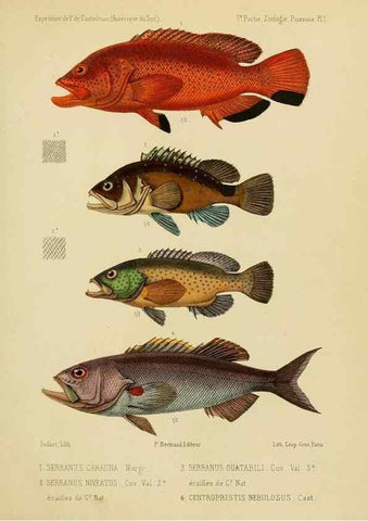 Reproducción/Reproduction 49813747233: Expédition dans les parties centrales de l'Amérique du Sud. Paris :Chez P. Bertrand,1850-1859.. 
