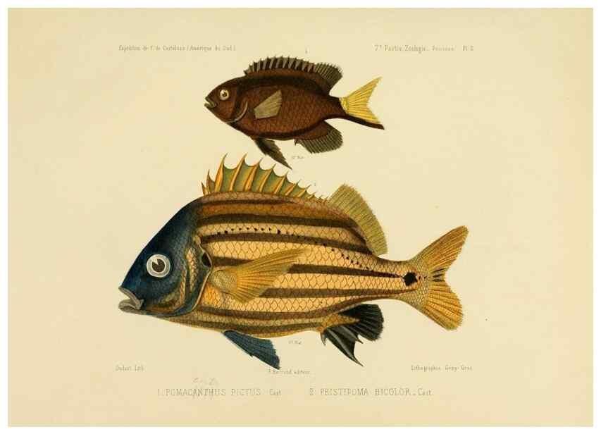 Reproducción/Reproduction 49814593907: Expédition dans les parties centrales de l'Amérique du Sud. Paris :Chez P. Bertrand,1850-1859.. 