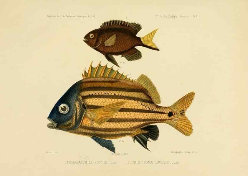 Reproducción/Reproduction 49814593907: Expédition dans les parties centrales de l'Amérique du Sud. Paris :Chez P. Bertrand,1850-1859.. 