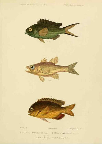 Reproducción/Reproduction 49814284951: Expédition dans les parties centrales de l'Amérique du Sud. Paris :Chez P. Bertrand,1850-1859.. 