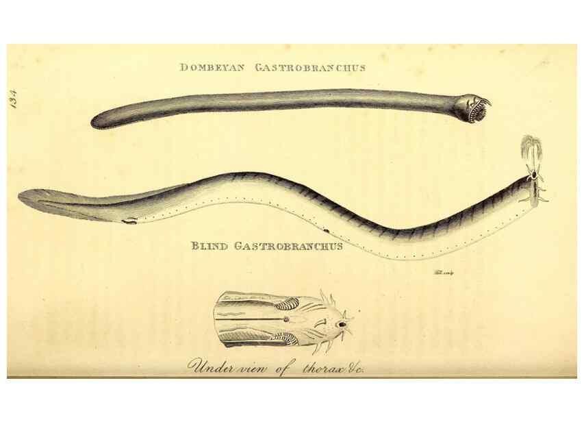 Reproducción/Reproduction 49826526793: General zoology, or Systematic natural history. London,Printed for G. Kearsley,1800-1826.. 