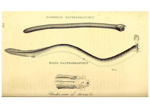 Reproducción/Reproduction 49826526793: General zoology, or Systematic natural history. London,Printed for G. Kearsley,1800-1826.. 
