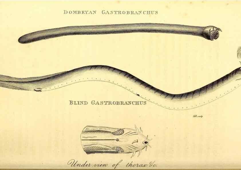 Reproducción/Reproduction 49826526793: General zoology, or Systematic natural history. London,Printed for G. Kearsley,1800-1826.. 