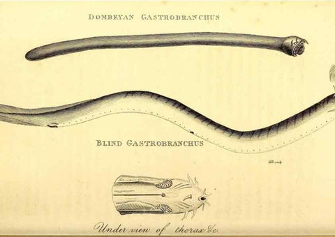 Reproducción/Reproduction 49826526793: General zoology, or Systematic natural history. London,Printed for G. Kearsley,1800-1826.. 