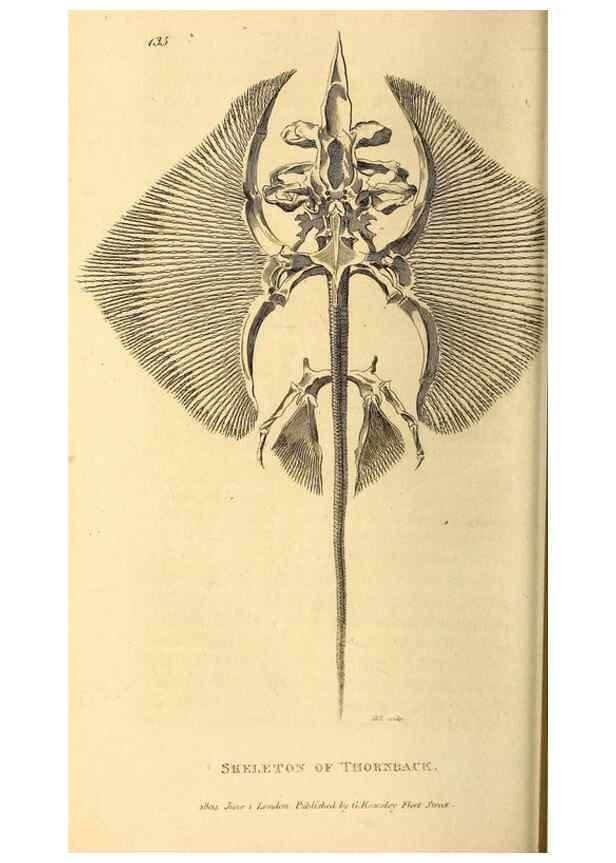 Reproducción/Reproduction 49827060536: General zoology, or Systematic natural history. London,Printed for G. Kearsley,1800-1826.. 
