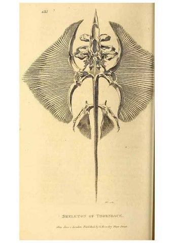 Reproducción/Reproduction 49827060536: General zoology, or Systematic natural history. London,Printed for G. Kearsley,1800-1826.. 