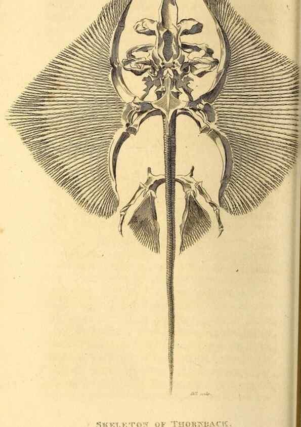 Reproducción/Reproduction 49827060536: General zoology, or Systematic natural history. London,Printed for G. Kearsley,1800-1826.. 