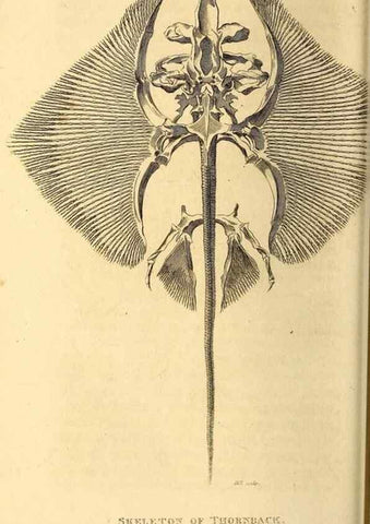 Reproducción/Reproduction 49827060536: General zoology, or Systematic natural history. London,Printed for G. Kearsley,1800-1826.. 