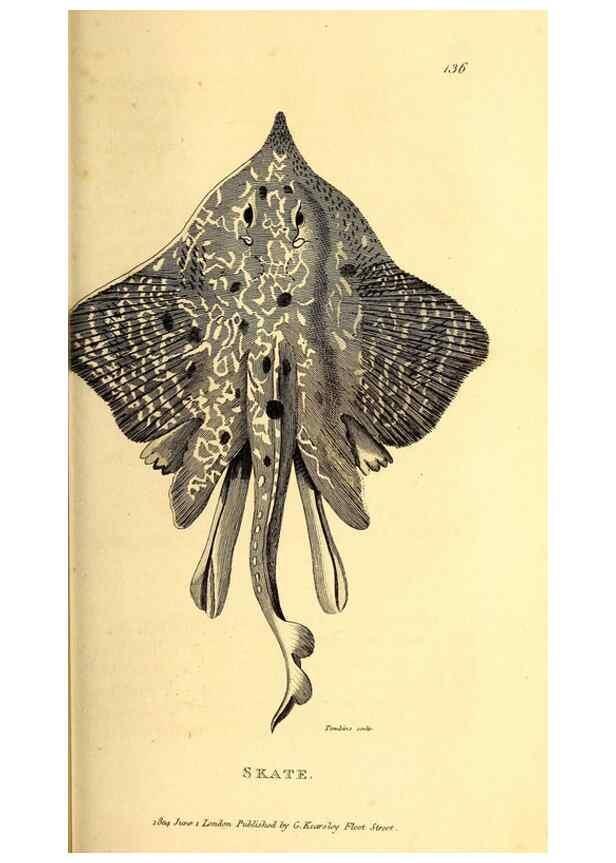 Reproducción/Reproduction 49827373987: General zoology, or Systematic natural history. London,Printed for G. Kearsley,1800-1826.. 
