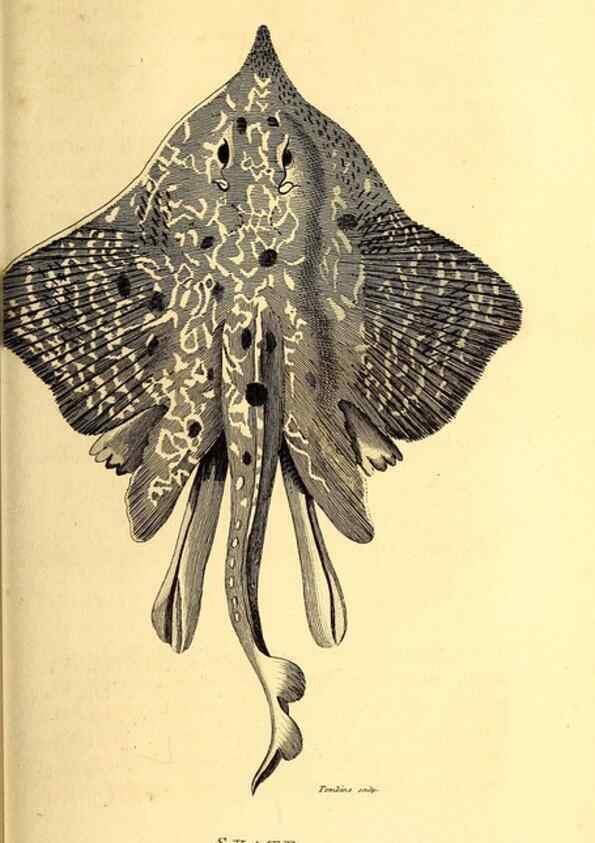 Reproducción/Reproduction 49827373987: General zoology, or Systematic natural history. London,Printed for G. Kearsley,1800-1826.. 
