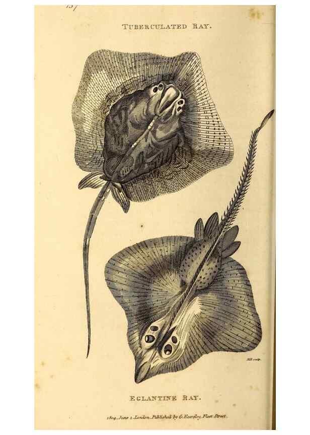 Reproducción/Reproduction 49827060991: General zoology, or Systematic natural history. London,Printed for G. Kearsley,1800-1826.. 