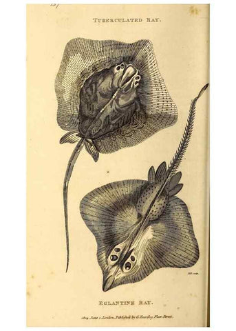 Reproducción/Reproduction 49827060991: General zoology, or Systematic natural history. London,Printed for G. Kearsley,1800-1826.. 