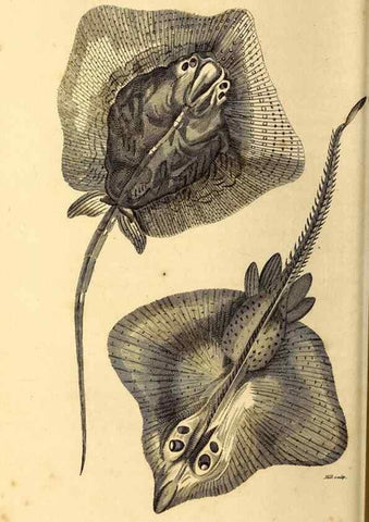 Reproducción/Reproduction 49827060991: General zoology, or Systematic natural history. London,Printed for G. Kearsley,1800-1826.. 
