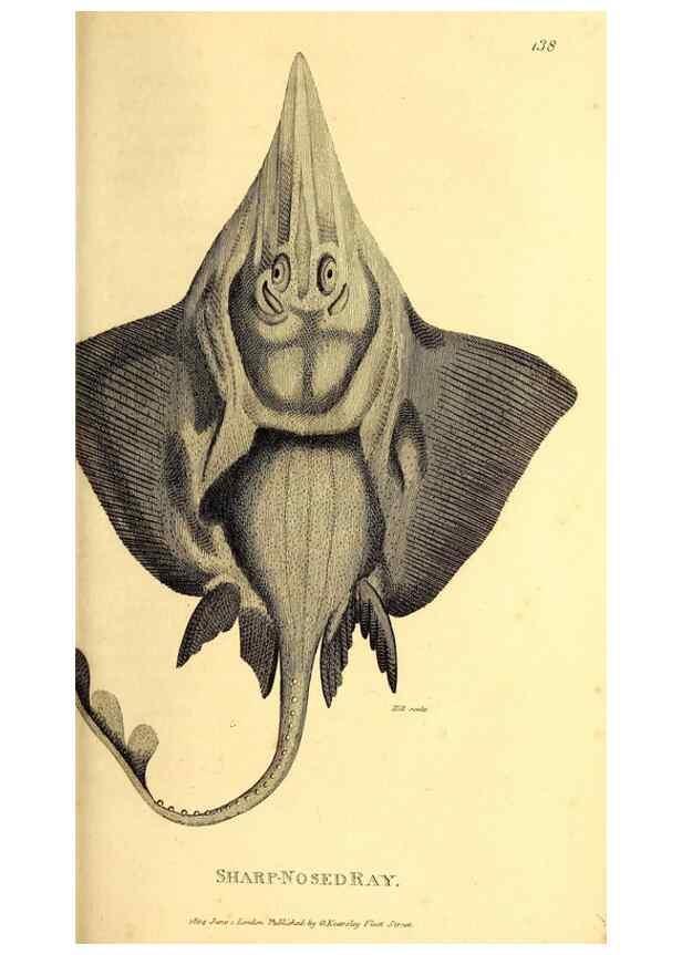 Reproducción/Reproduction 49827374527: General zoology, or Systematic natural history. London,Printed for G. Kearsley,1800-1826.. 