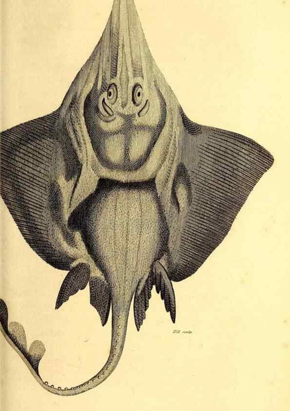 Reproducción/Reproduction 49827374527: General zoology, or Systematic natural history. London,Printed for G. Kearsley,1800-1826.. 