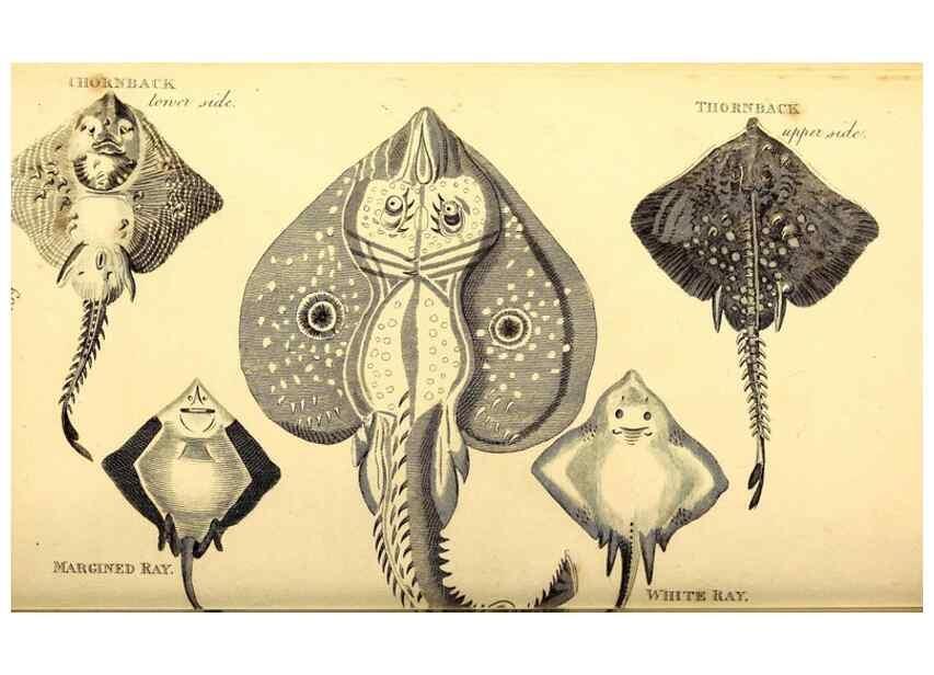 Reproducción/Reproduction 49827061536: General zoology, or Systematic natural history. London,Printed for G. Kearsley,1800-1826.. 