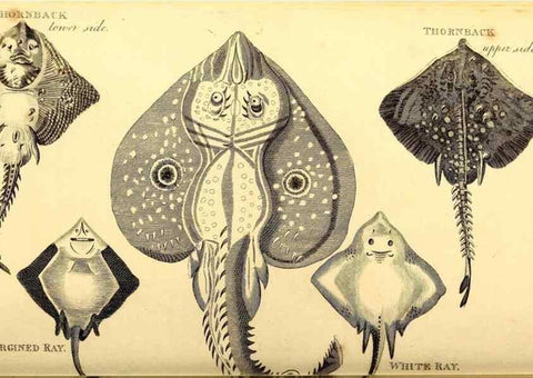 Reproducción/Reproduction 49827061536: General zoology, or Systematic natural history. London,Printed for G. Kearsley,1800-1826.. 