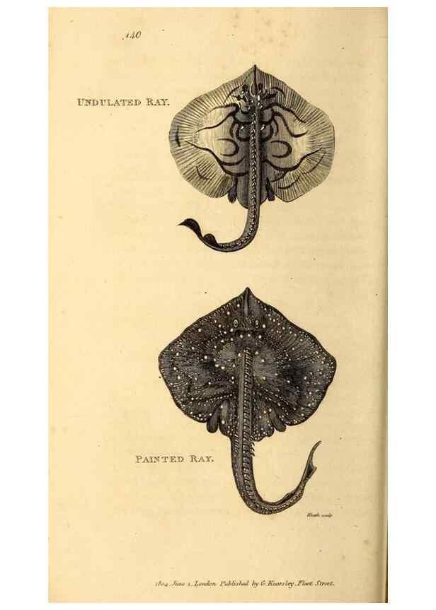 Reproducción/Reproduction 49827374997: General zoology, or Systematic natural history. London,Printed for G. Kearsley,1800-1826.. 