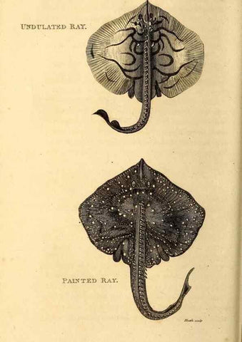 Reproducción/Reproduction 49827374997: General zoology, or Systematic natural history. London,Printed for G. Kearsley,1800-1826.. 