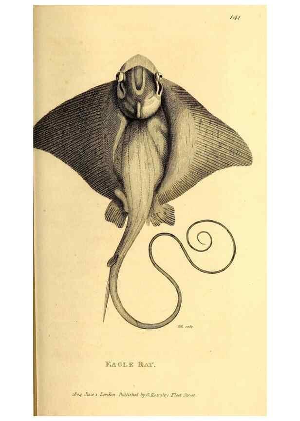 Reproducción/Reproduction 49826528648: General zoology, or Systematic natural history. London,Printed for G. Kearsley,1800-1826.. 