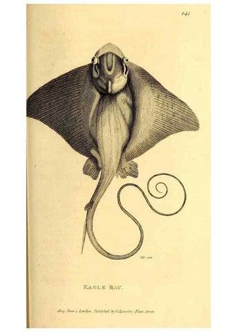 Reproducción/Reproduction 49826528648: General zoology, or Systematic natural history. London,Printed for G. Kearsley,1800-1826.. 
