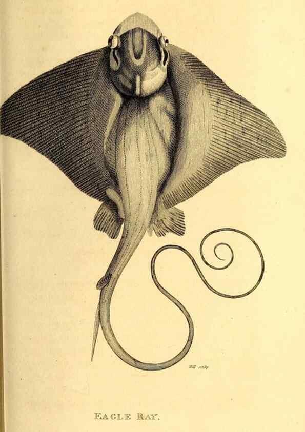 Reproducción/Reproduction 49826528648: General zoology, or Systematic natural history. London,Printed for G. Kearsley,1800-1826.. 