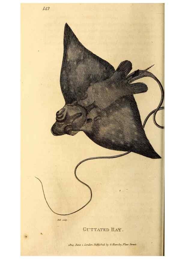 Reproducción/Reproduction 49827062301: General zoology, or Systematic natural history. London,Printed for G. Kearsley,1800-1826.. 