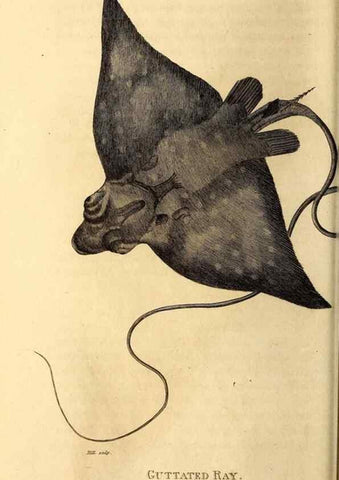 Reproducción/Reproduction 49827062301: General zoology, or Systematic natural history. London,Printed for G. Kearsley,1800-1826.. 