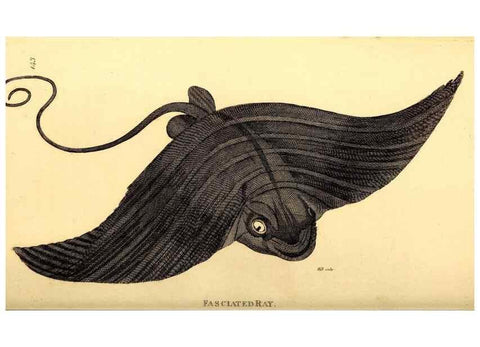 Reproducción/Reproduction 49827062571: General zoology, or Systematic natural history. London,Printed for G. Kearsley,1800-1826.. 
