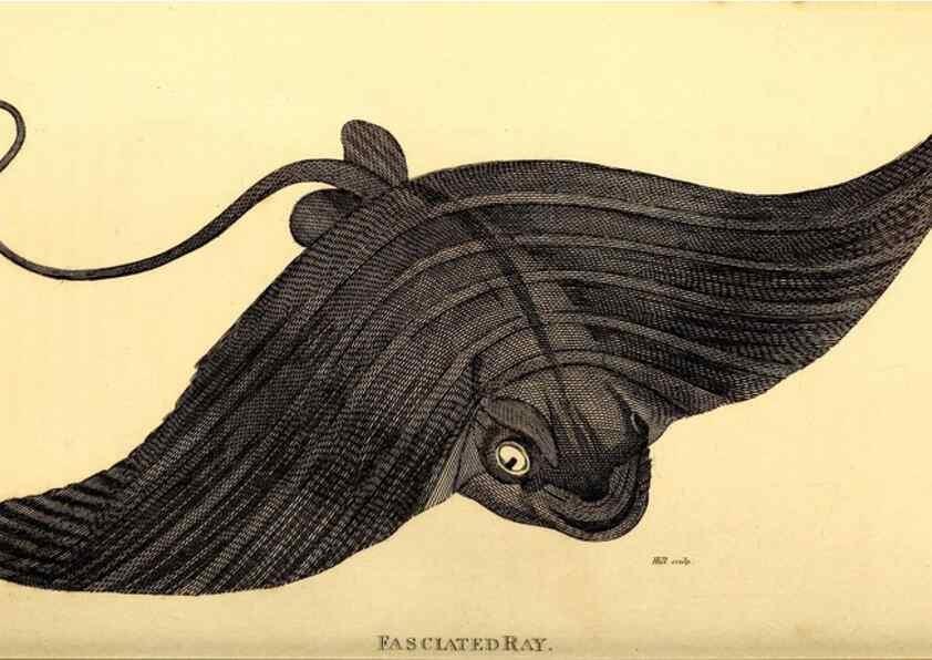 Reproducción/Reproduction 49827062571: General zoology, or Systematic natural history. London,Printed for G. Kearsley,1800-1826.. 