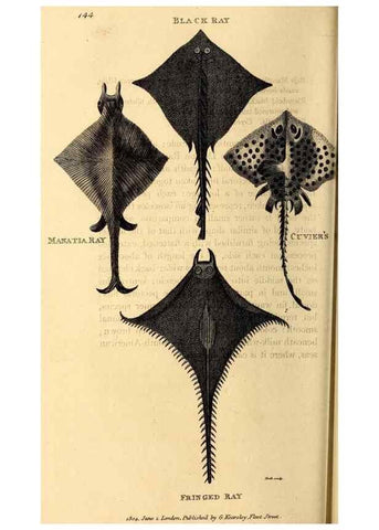 Reproducción/Reproduction 49826529413: General zoology, or Systematic natural history. London,Printed for G. Kearsley,1800-1826.. 