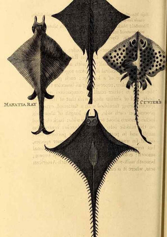 Reproducción/Reproduction 49826529413: General zoology, or Systematic natural history. London,Printed for G. Kearsley,1800-1826.. 