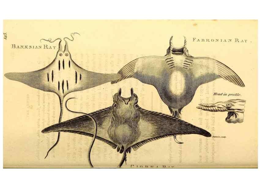 Reproducción/Reproduction 49827063246: General zoology, or Systematic natural history. London,Printed for G. Kearsley,1800-1826.. 