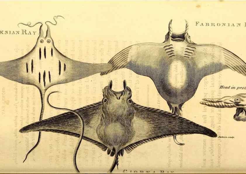 Reproducción/Reproduction 49827063246: General zoology, or Systematic natural history. London,Printed for G. Kearsley,1800-1826.. 