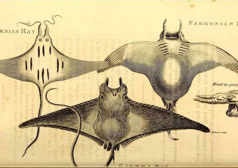 Reproducción/Reproduction 49827063246: General zoology, or Systematic natural history. London,Printed for G. Kearsley,1800-1826.. 