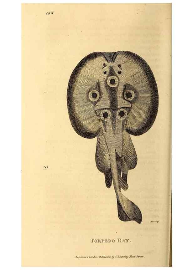 Reproducción/Reproduction 49827063476: General zoology, or Systematic natural history. London,Printed for G. Kearsley,1800-1826.. 