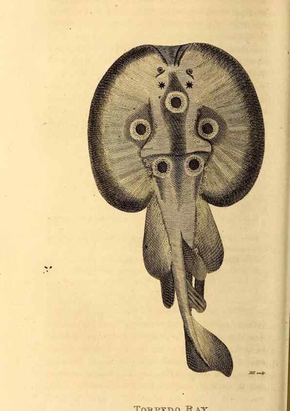 Reproducción/Reproduction 49827063476: General zoology, or Systematic natural history. London,Printed for G. Kearsley,1800-1826.. 