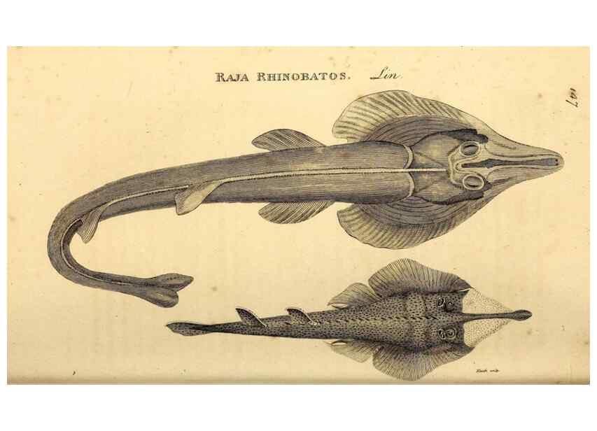 Reproducción/Reproduction 49827063781: General zoology, or Systematic natural history. London,Printed for G. Kearsley,1800-1826.. 