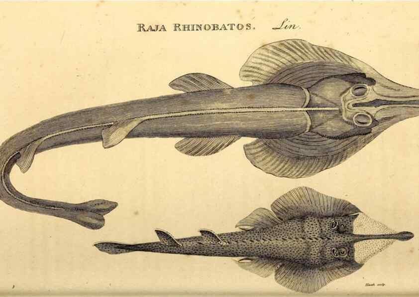Reproducción/Reproduction 49827063781: General zoology, or Systematic natural history. London,Printed for G. Kearsley,1800-1826.. 