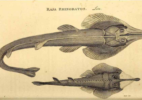 Reproducción/Reproduction 49827063781: General zoology, or Systematic natural history. London,Printed for G. Kearsley,1800-1826.. 